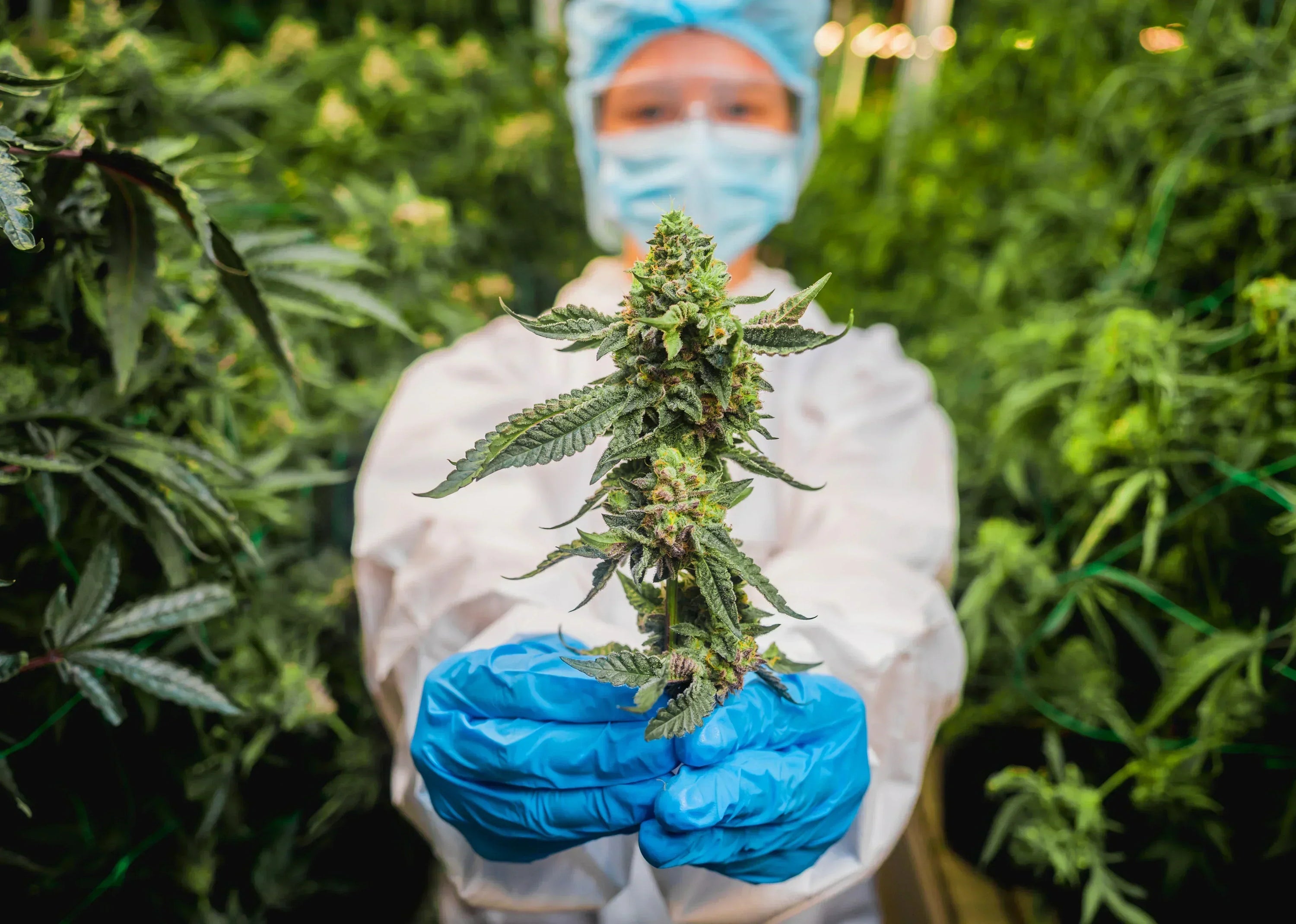 Indoor THCa farm in Houston, Texas. Woman in lab gear holds up a clipping of buds.