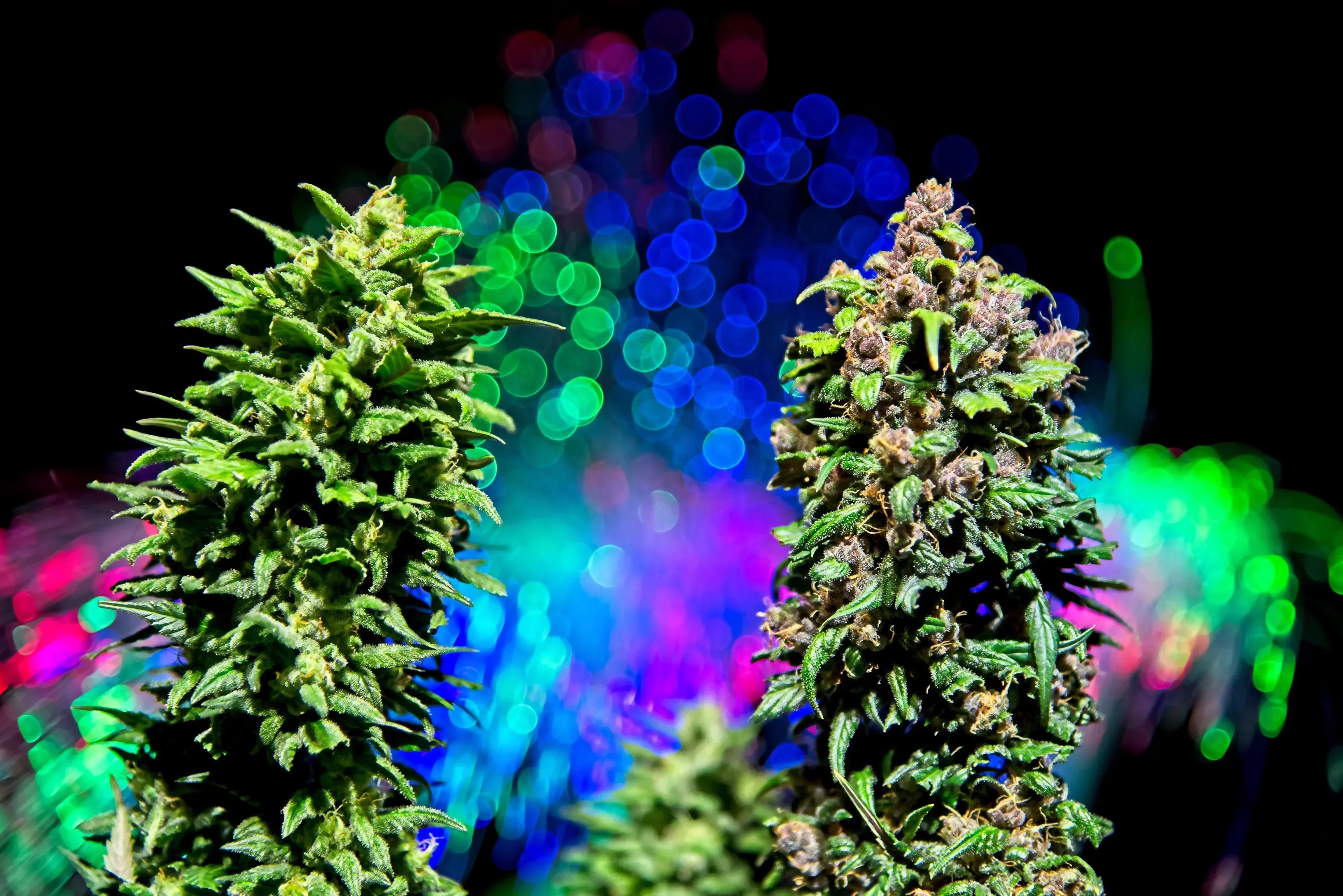 Two different cannabis strains beside one another with background of bright lights.