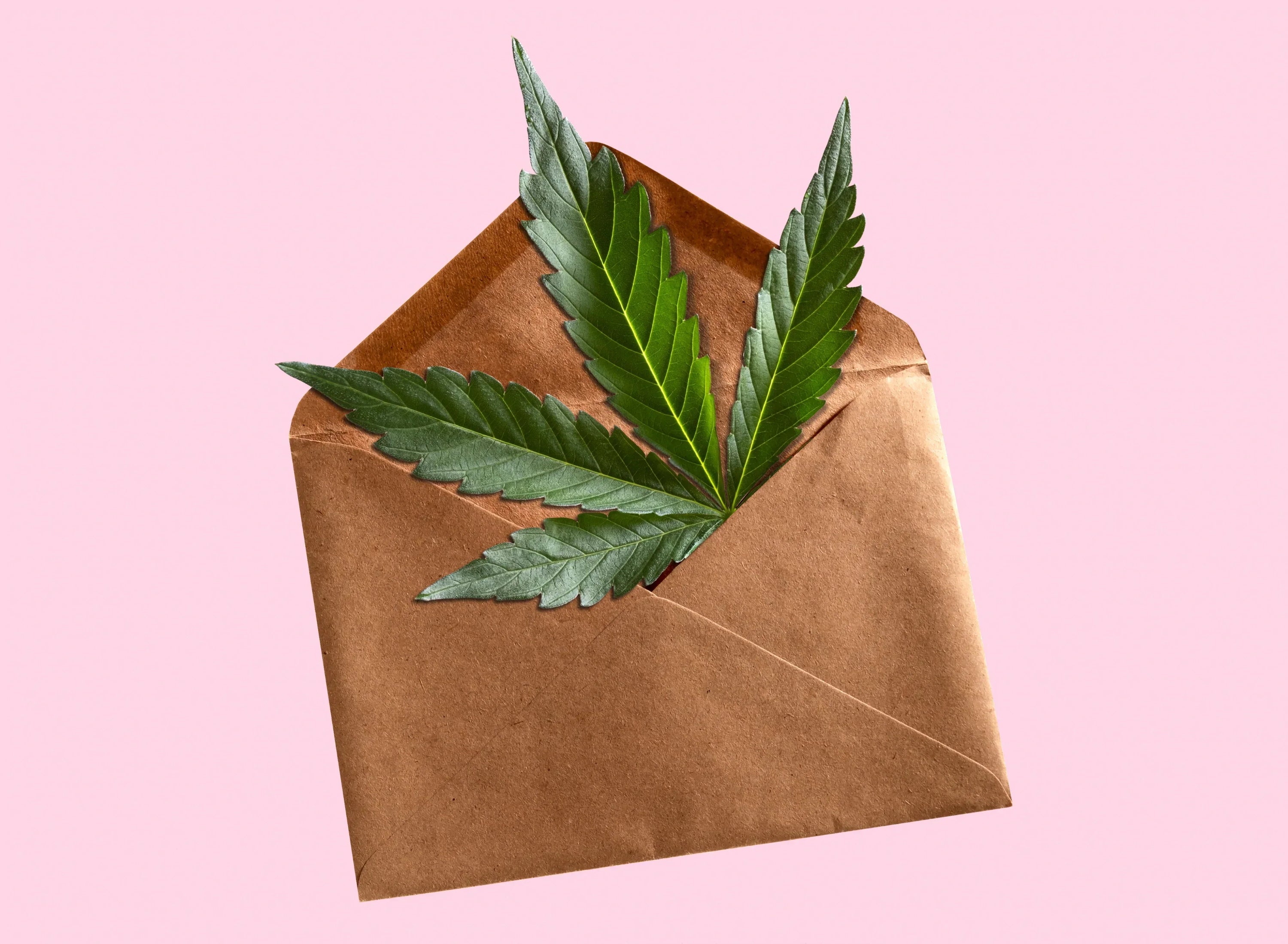 Marijuana leaf poking out of an envelope.