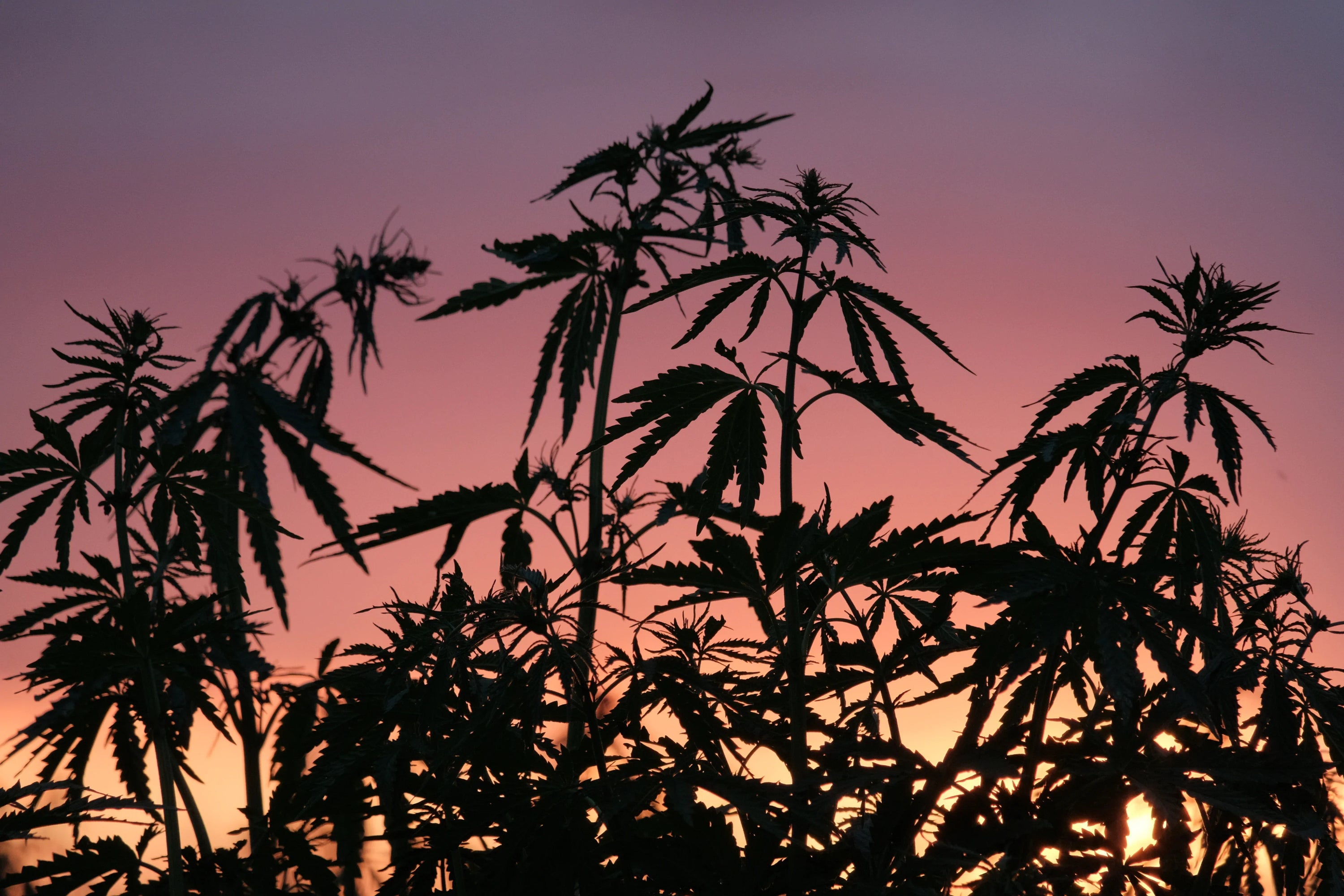 Silhouette of wild, landrace cannabis plants against a sunset.