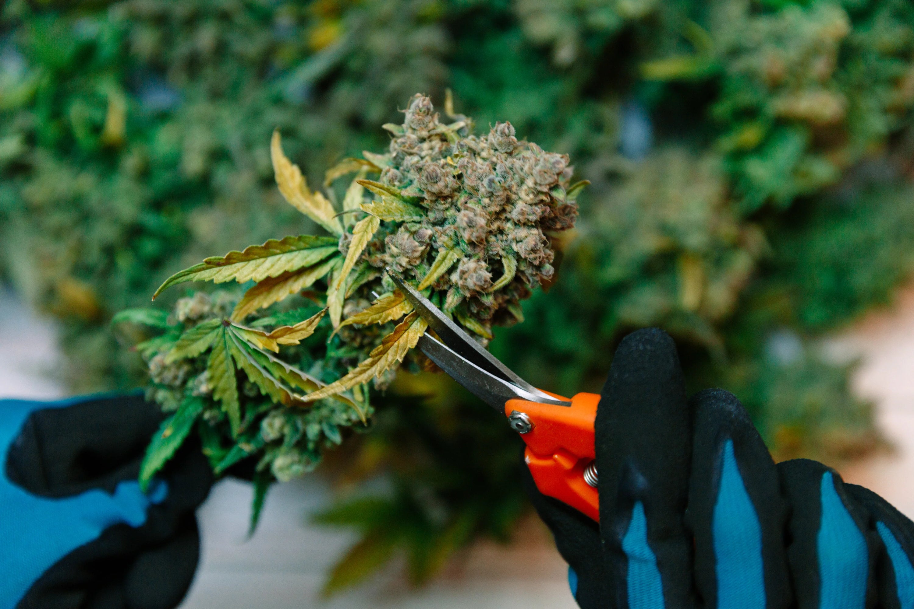 Gloved hands cutting cannabis bud during cultivation.