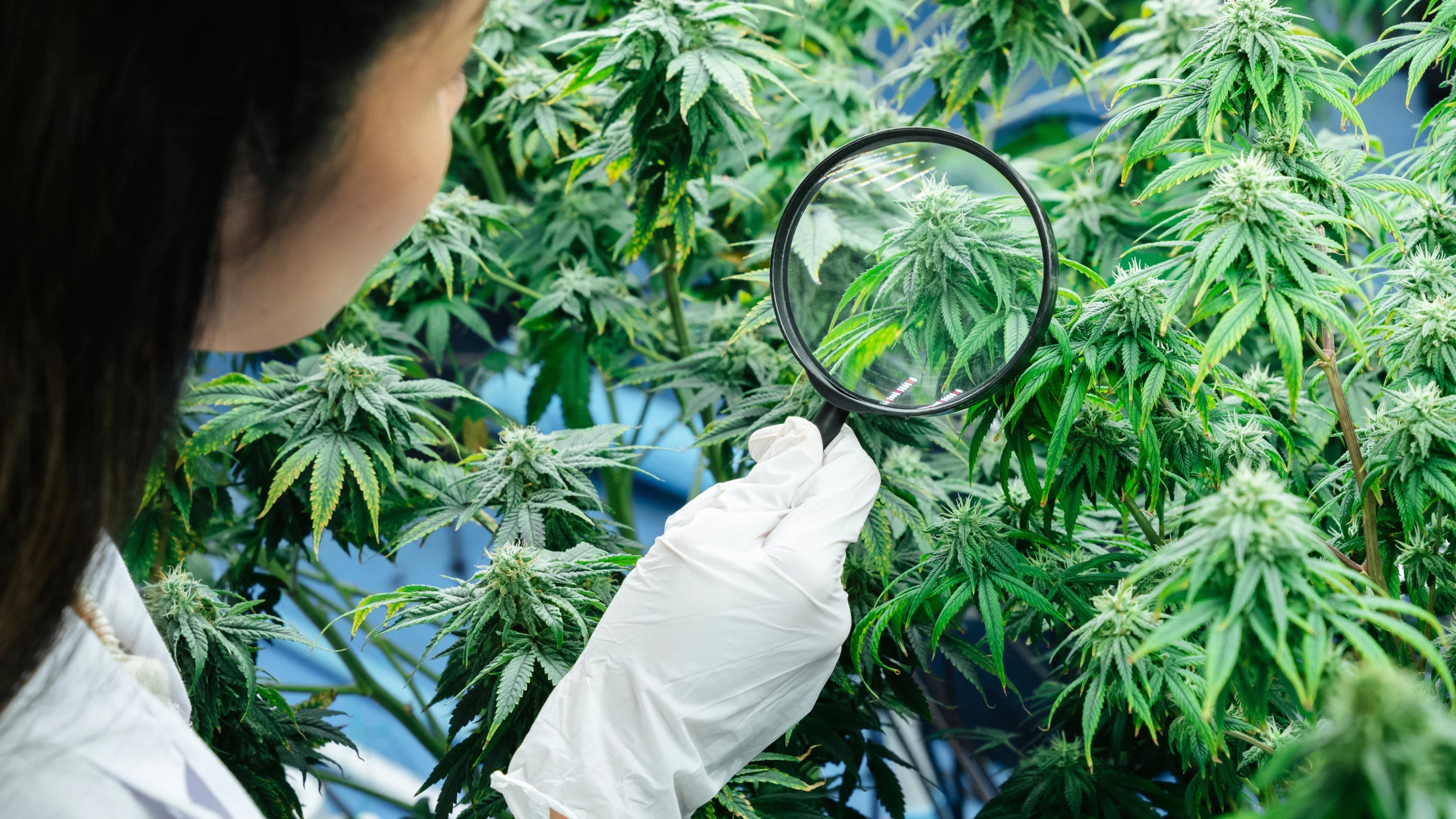 How to Tell If Weed is Good: What to Look For Before You Buy