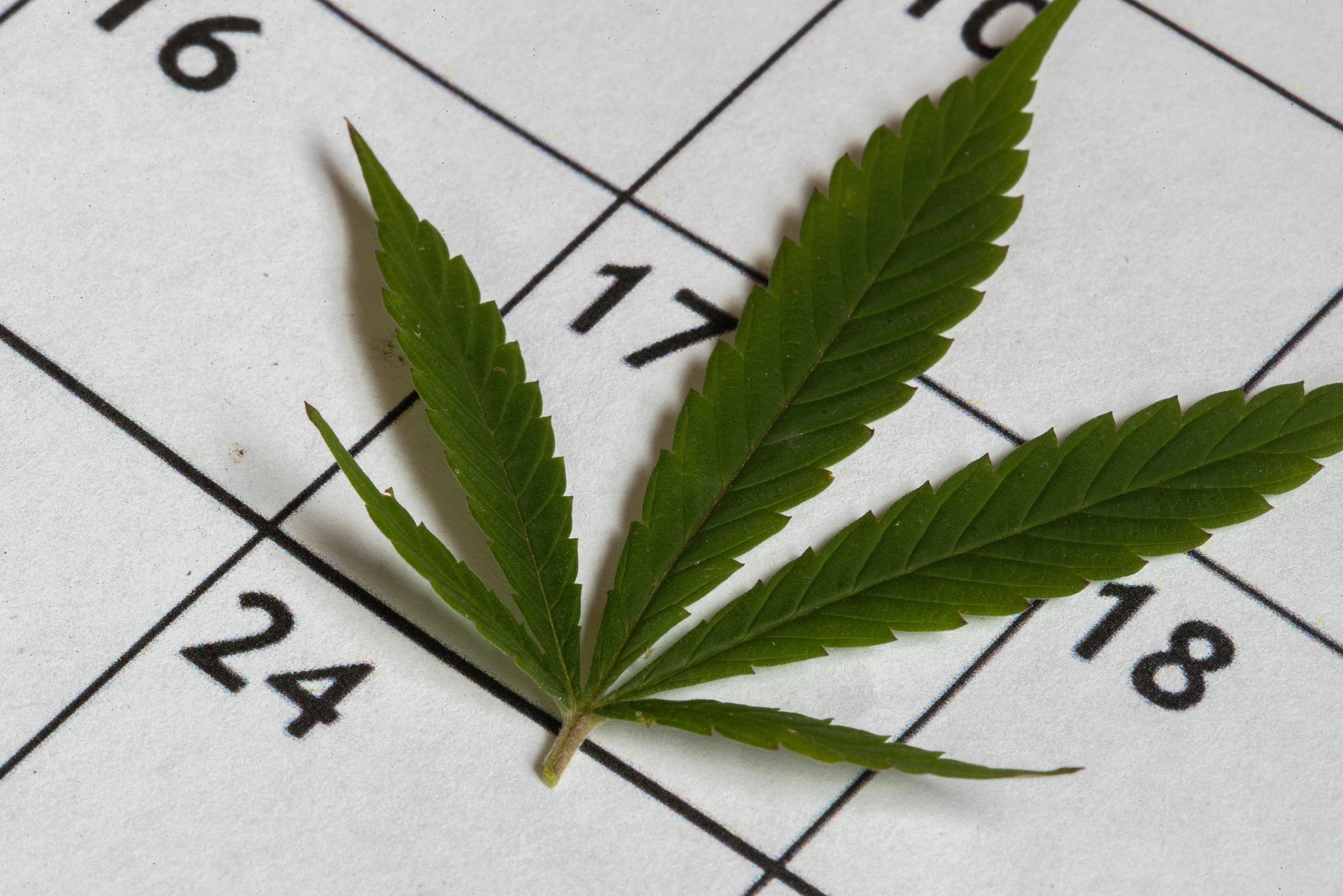Cannabis leaf on a calendar, symbolizing planning a tolerance break.