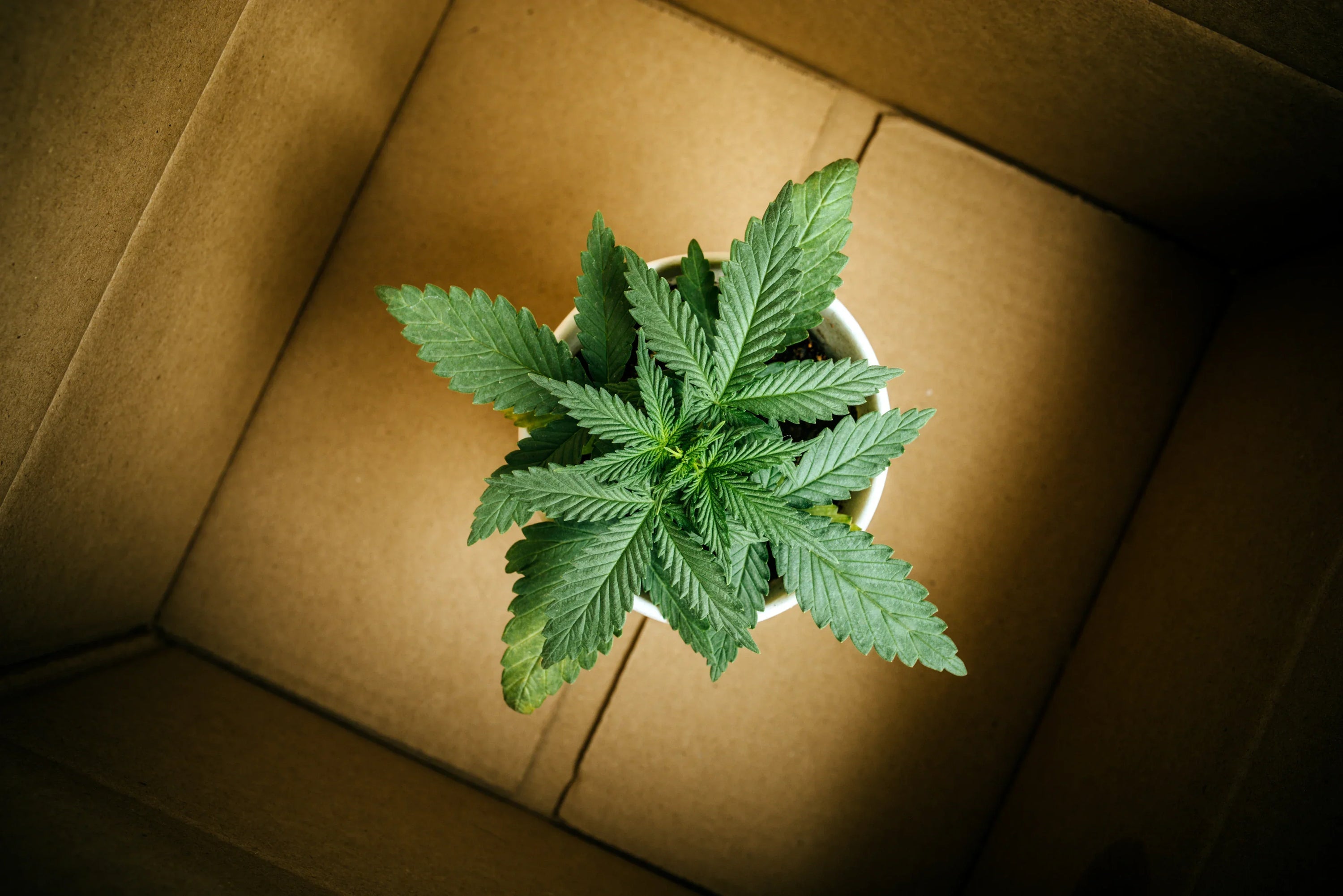 Overhead shot of a cannabis plant inside a cardboard box. 