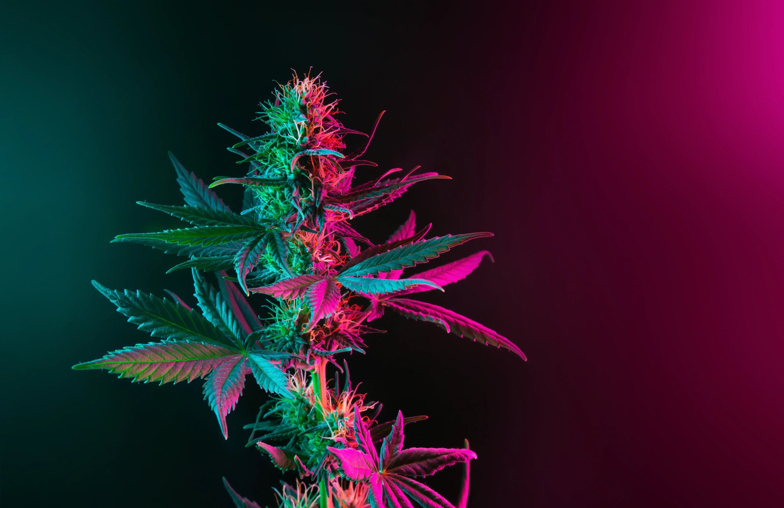 Cannabis plant lit half in neon purple.