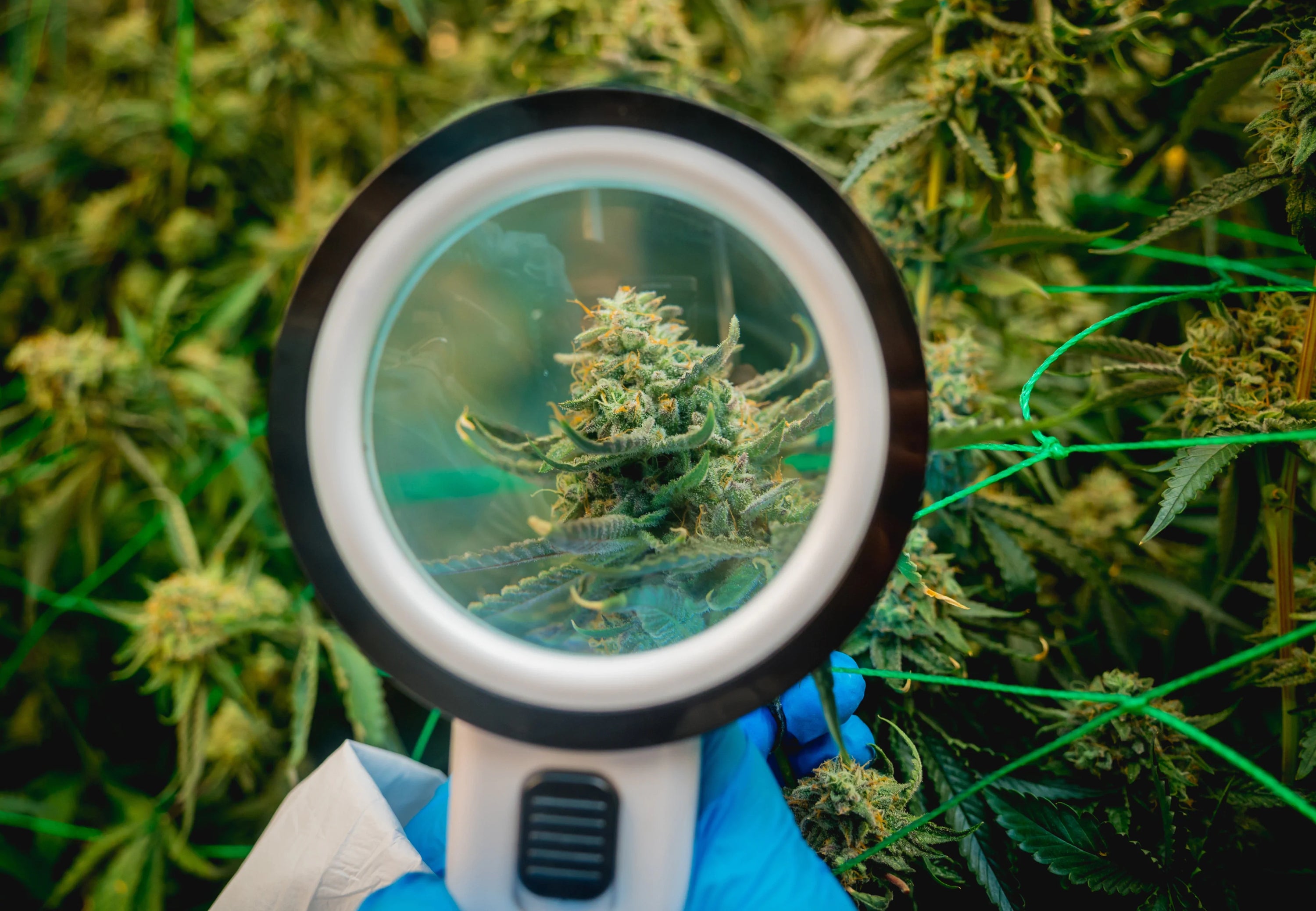 Researcher examines cannabis flower through magnifier. 