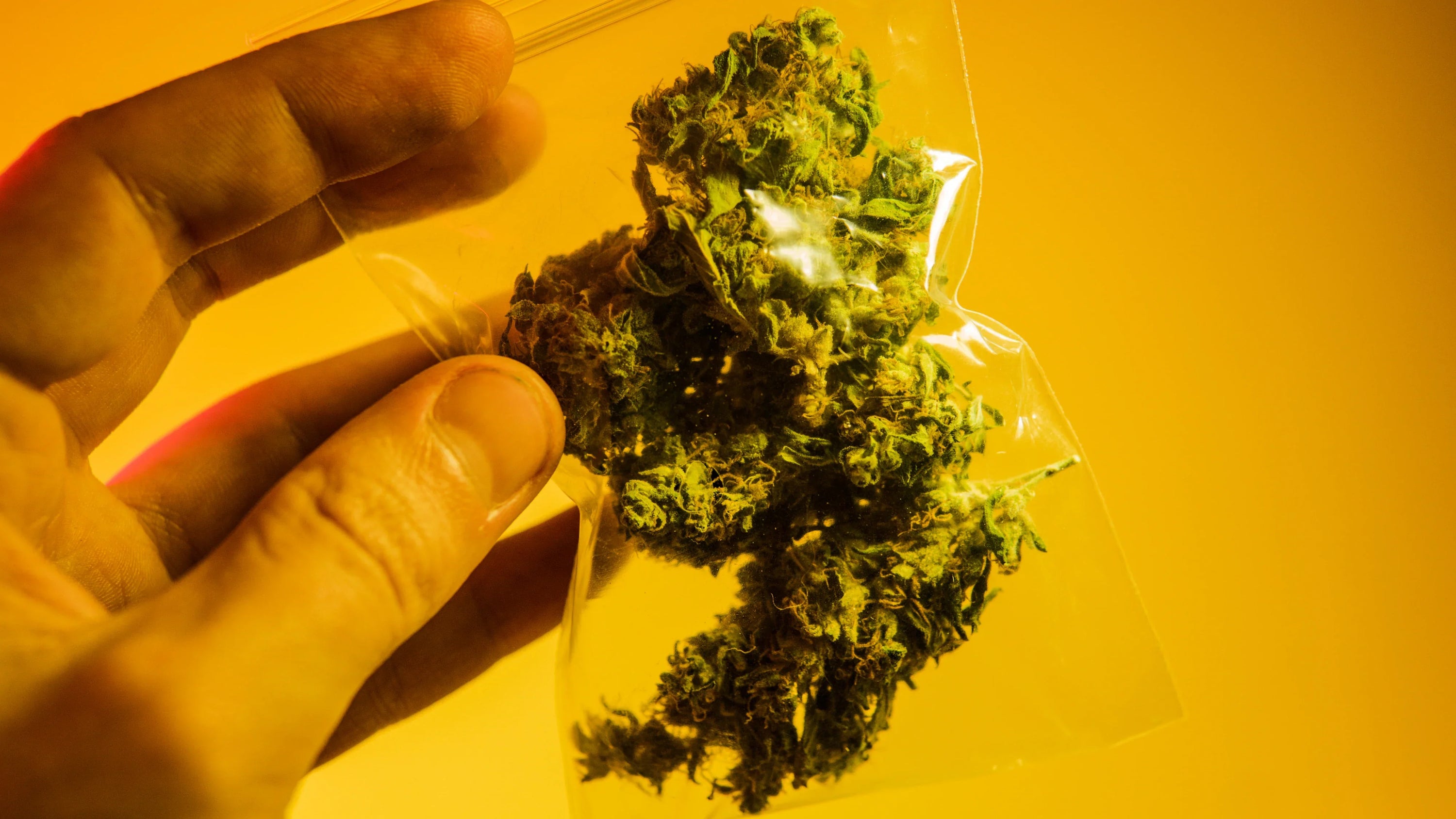Hand holding a small transparent bag of cannabis from a weed delivery service.
