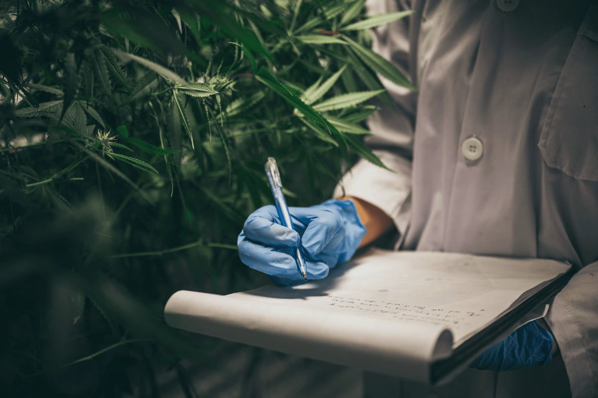 Researcher in a lab coat takes notes on crop of cannabis.