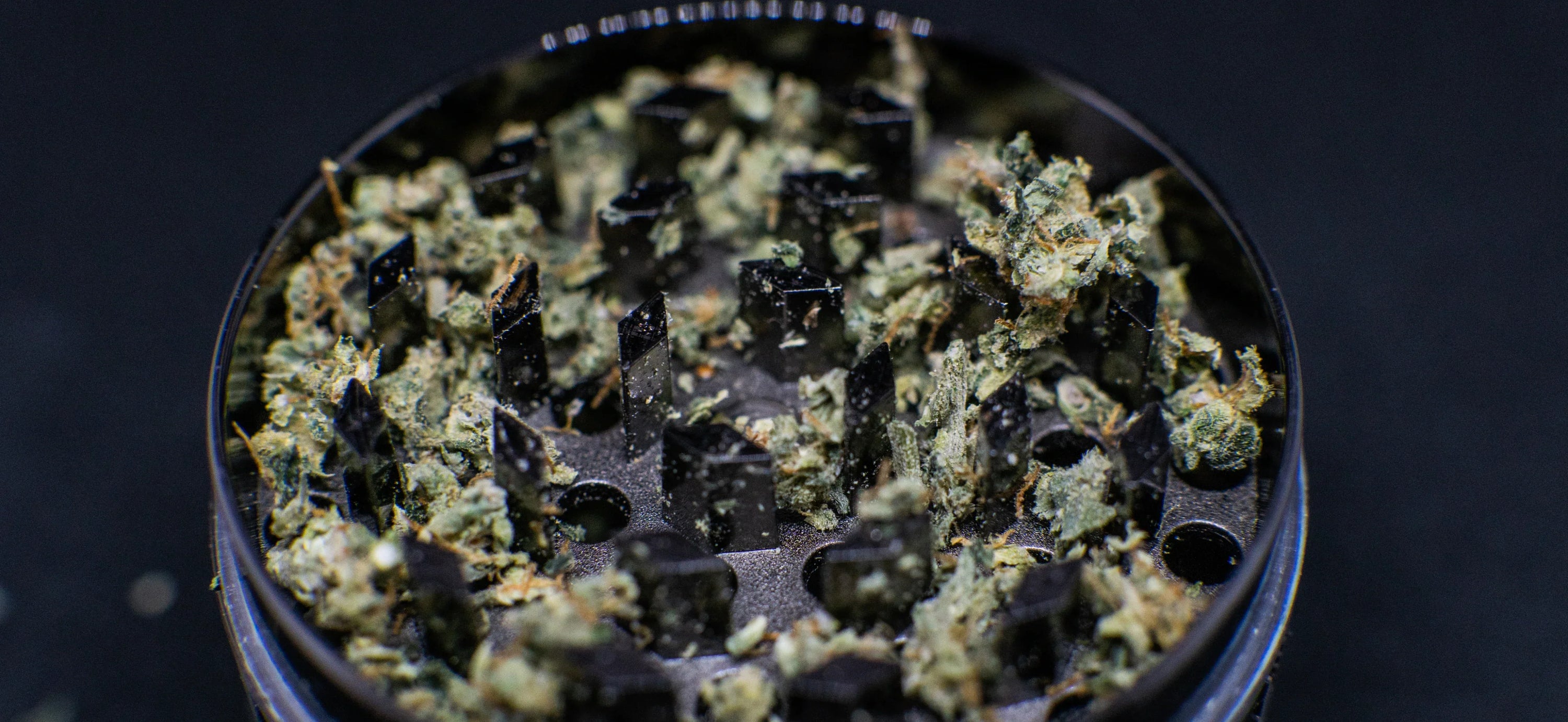 Close-up of an open grinder filled with cannabis. 