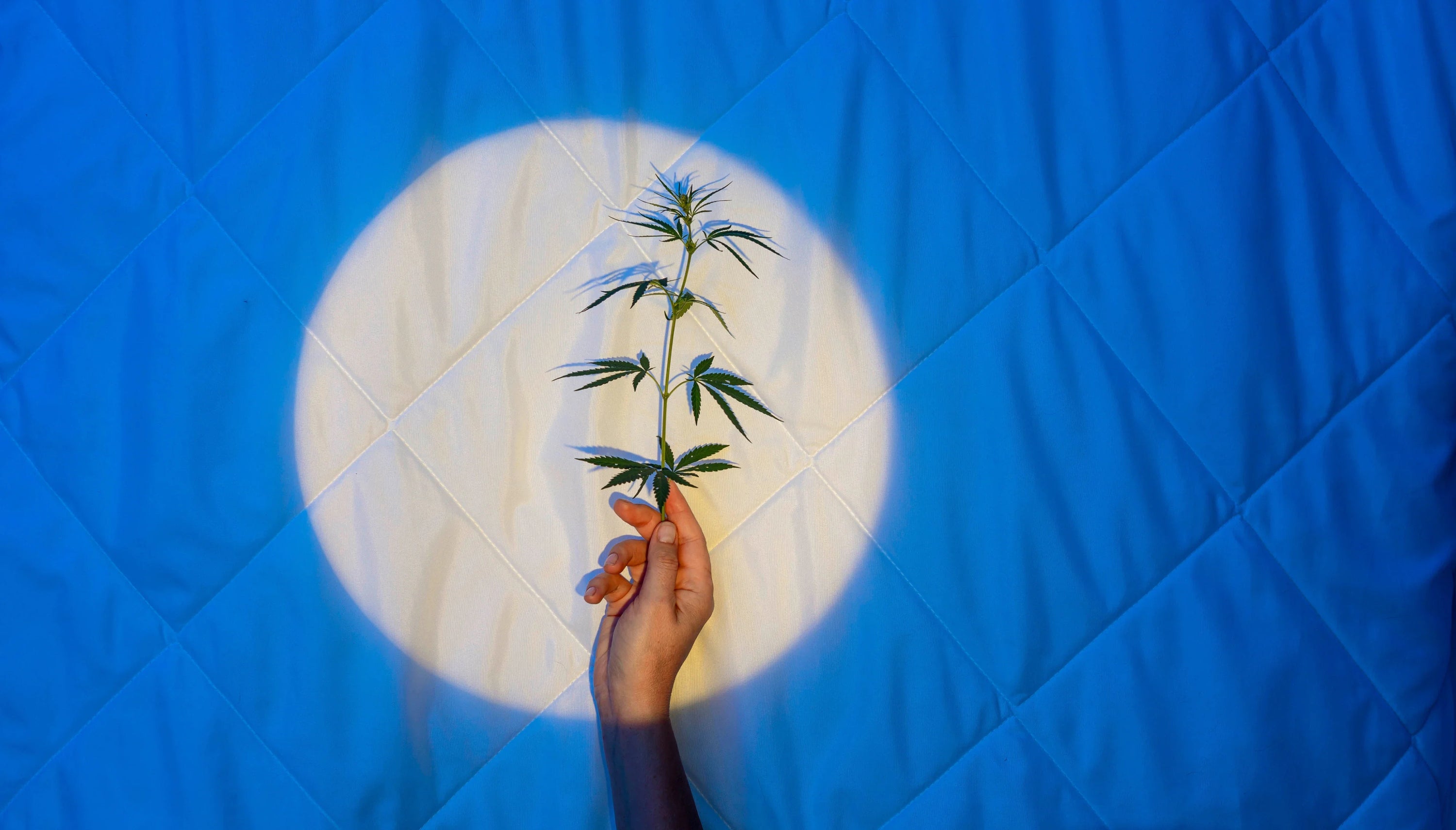 Hand holding up a cannabis stem in a light resembling the moon.