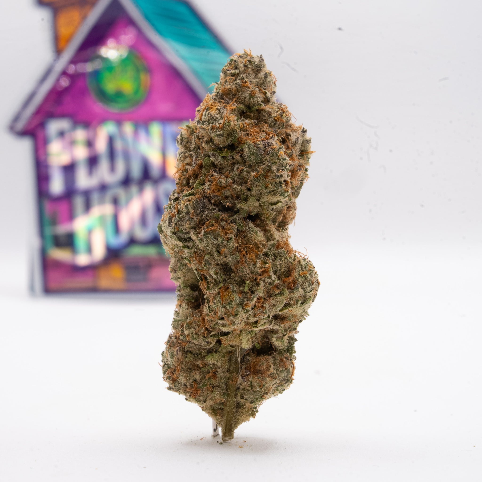 Sherbacio nug from Flower House